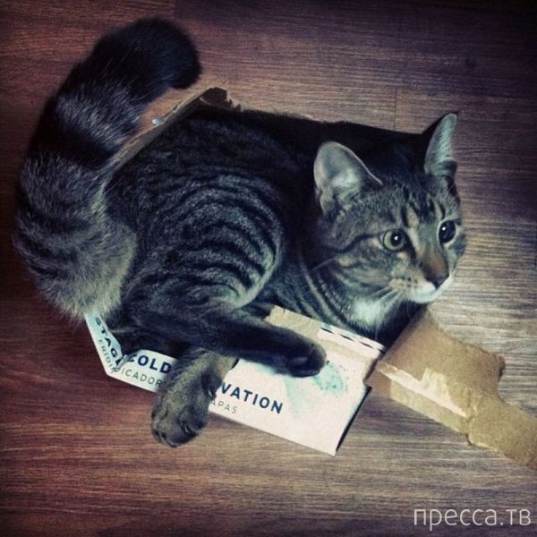 ����� �������� - �������� ��������, ����� 29 (42 ����)