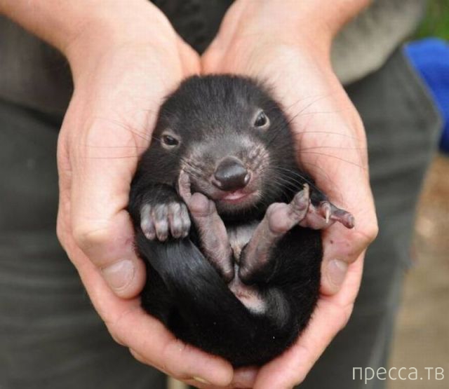 ����� �������� - �������� ��������, ����� 29 (42 ����)