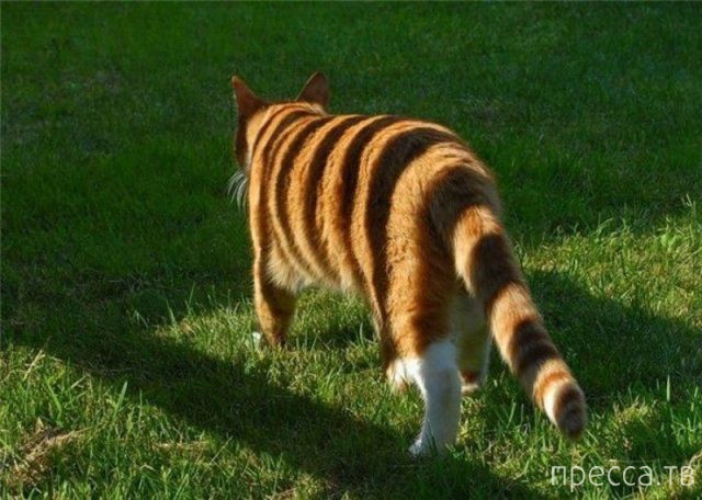 ����� �������� - �������� ��������, ����� 29 (42 ����)