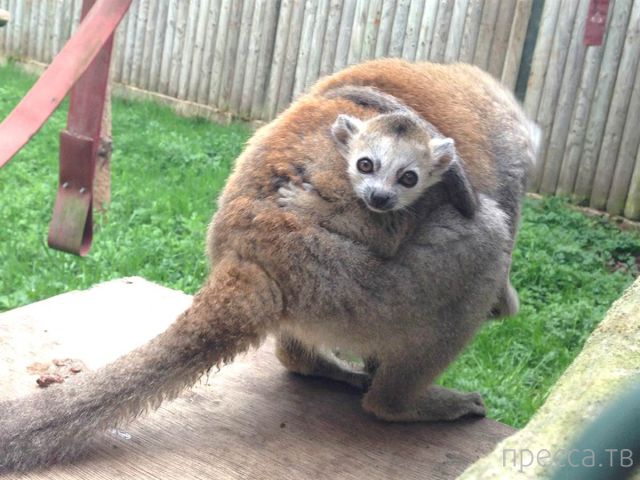 ����� �������� - �������� ��������, ����� 29 (42 ����)