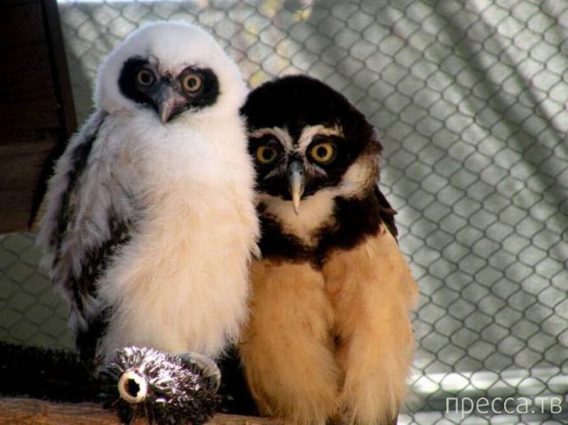 ����� �������� - �������� ��������, ����� 29 (42 ����)