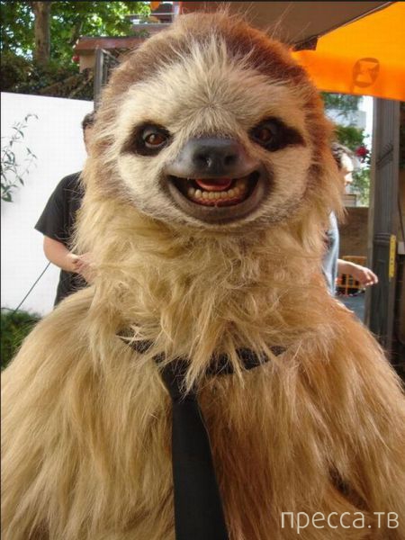 ����� �������� - �������� ��������, ����� 29 (42 ����)