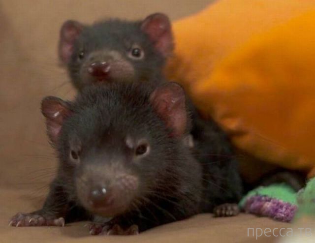 ����� �������� - �������� ��������, ����� 29 (42 ����)