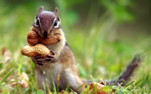 ����� �������� - �������� ��������, ����� 29 (42 ����)