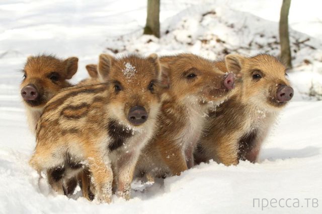 ����� �������� - �������� ��������, ����� 29 (42 ����)