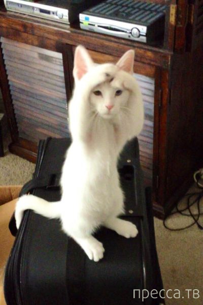 ����� �������� - �������� ��������, ����� 29 (42 ����)