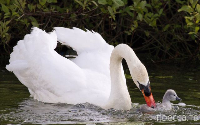 ����� �������� - �������� ��������, ����� 29 (42 ����)