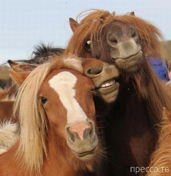 ����� �������� - �������� ��������, ����� 29 (42 ����)