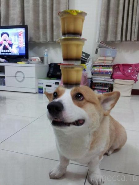 ����� �������� - �������� ��������, ����� 29 (42 ����)