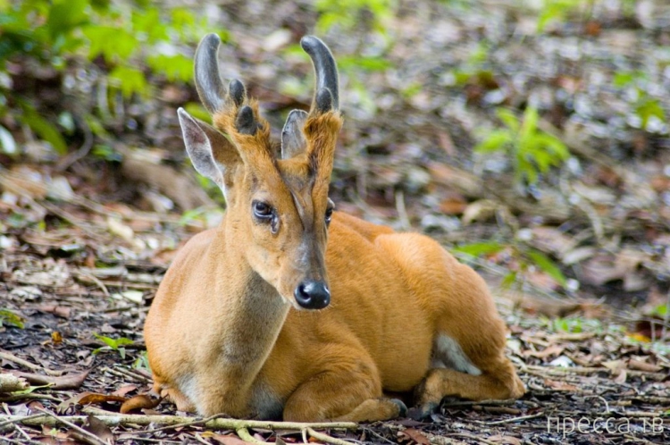 Acura кому принадлежит