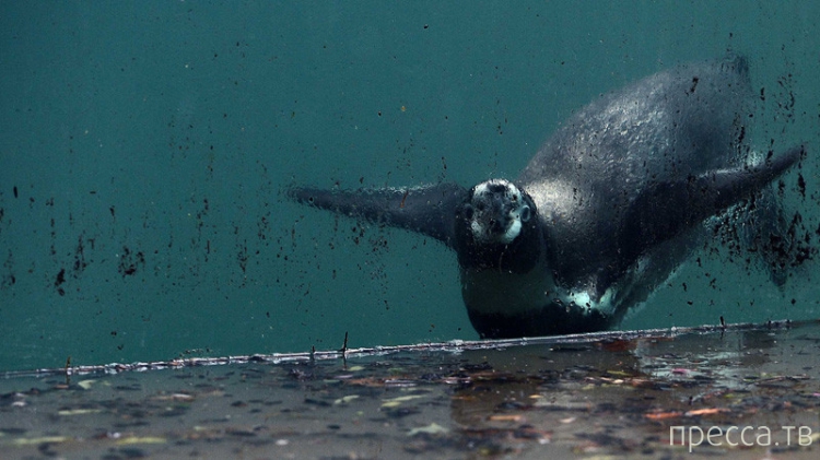 ���������� � �������� �������� (8 ����)