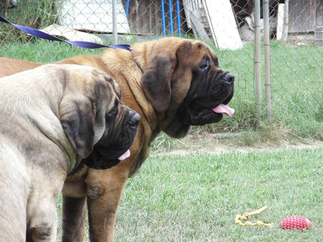 Топ 10: Самые крупные породы собак в мире (11 фото)