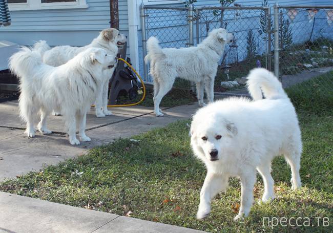Топ 10: Самые крупные породы собак в мире (11 фото)