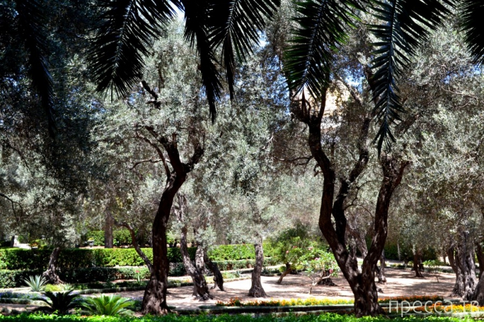 Израиль. Хайфа. Восьмое чудо света - Бахайские сады (15 фото)