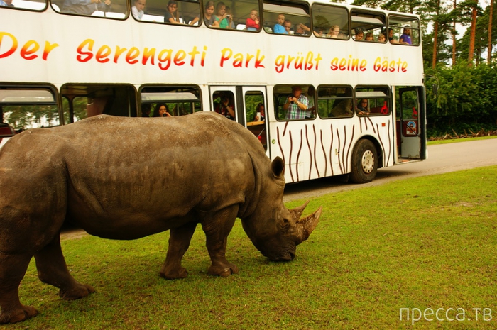 Serengeti Safari Park (8 )