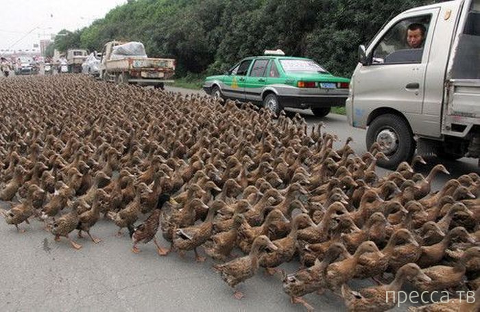 ���������� ���������� ����������� (59 ����)