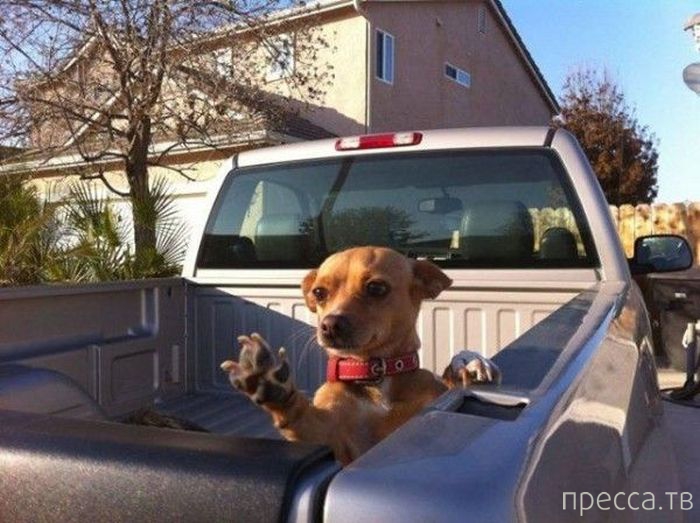 ���������� ���������� ����������� (59 ����)