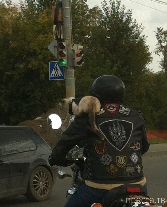 ���������� ���������� ����������� (59 ����)