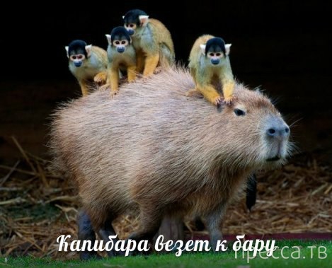 ���������� �������� � ��������� (25 ����)