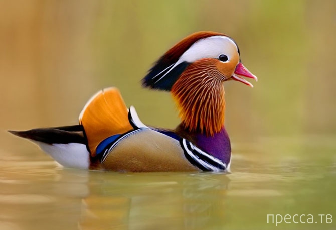 Топ 10: Самые красивые птицы в мире (11 фото)
