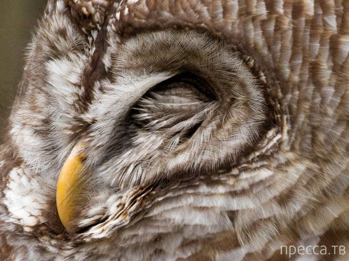 ������ ���������� National Geographic �� �������� 2013 (31 ����)