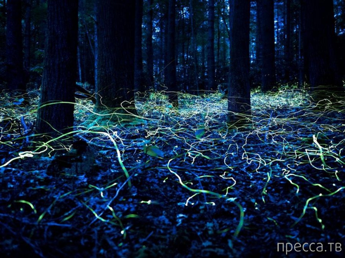 ������ ���������� National Geographic �� �������� 2013 (31 ����)