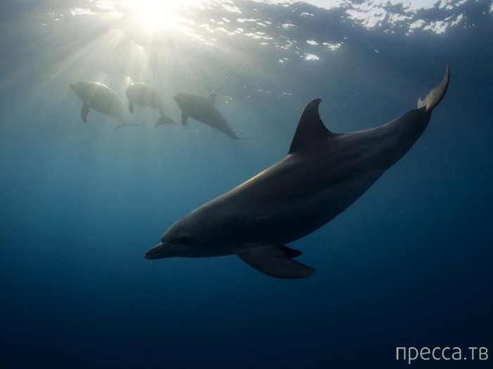 ������ ���������� National Geographic �� �������� 2013 (31 ����)