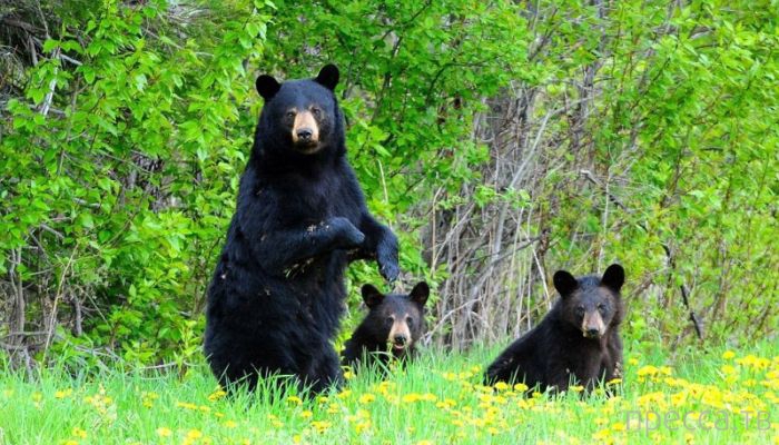 Потрясающая фотосессия с любопытными и играющими медведями от фотографа Пола Сира (15 фото)
