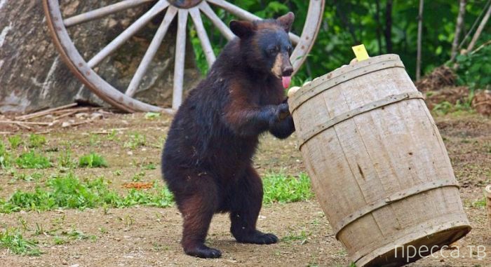 Потрясающая фотосессия с любопытными и играющими медведями от фотографа Пола Сира (15 фото)