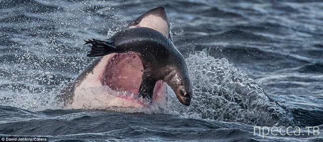 ������ ����� ����� �� ������� ������� (15 ����)