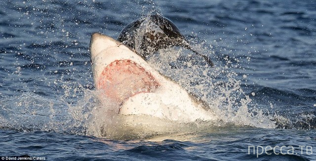 ������ ����� ����� �� ������� ������� (15 ����)