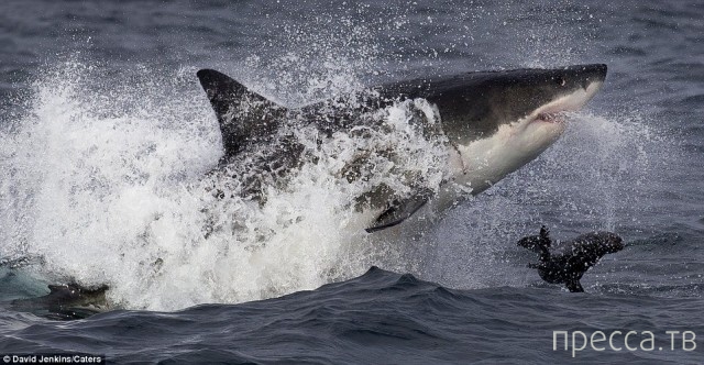 ������ ����� ����� �� ������� ������� (15 ����)