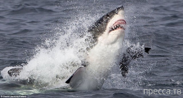 ������ ����� ����� �� ������� ������� (15 ����)