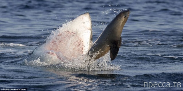 ������ ����� ����� �� ������� ������� (15 ����)