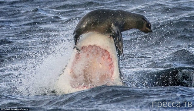 ������ ����� ����� �� ������� ������� (15 ����)