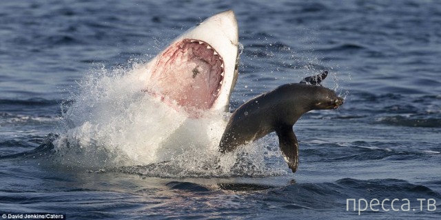 ������ ����� ����� �� ������� ������� (15 ����)