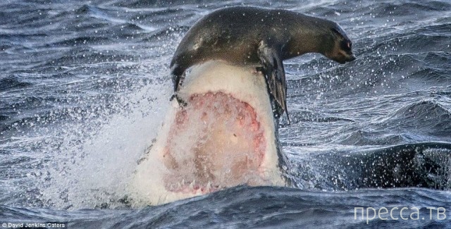 ������ ����� ����� �� ������� ������� (15 ����)