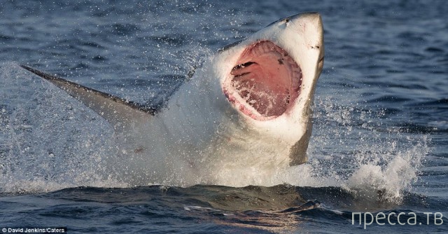 ������ ����� ����� �� ������� ������� (15 ����)