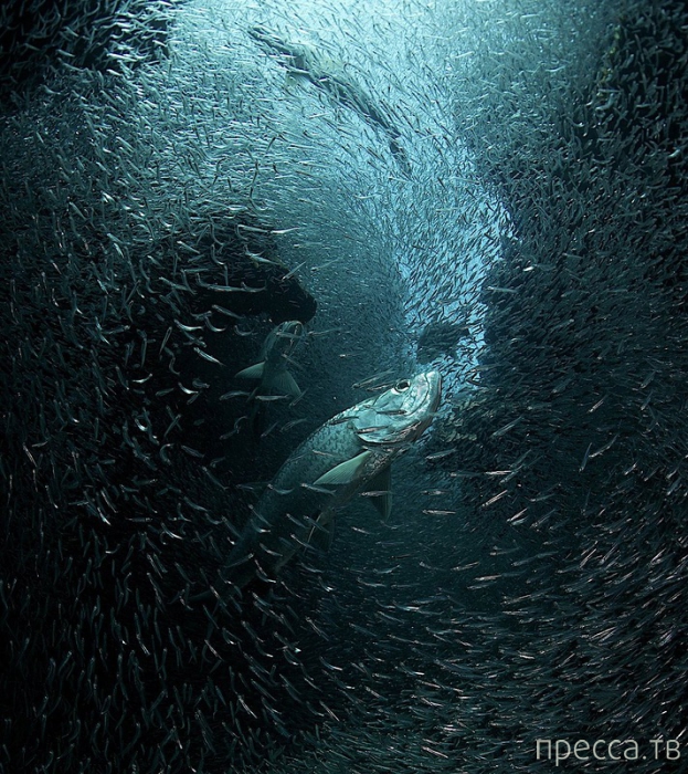  National Geographic Photography Contest 2013 (36 )