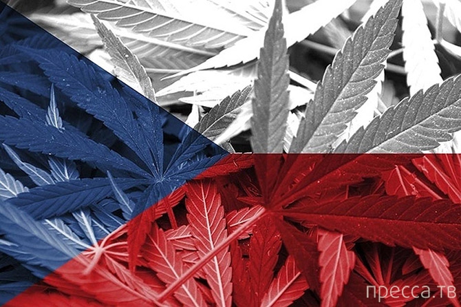 в хорватии легализовали марихуану