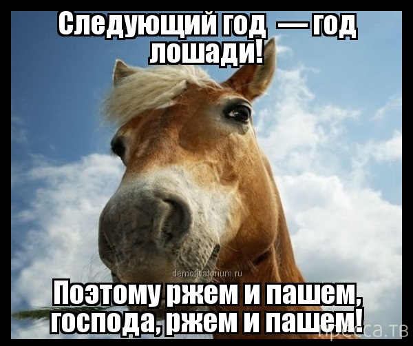 Песня дайте мне коня доброго. Лошадь с надписью. Шутки про коней. Лошадь смешная с надписями. Лошади приколы с надписями.
