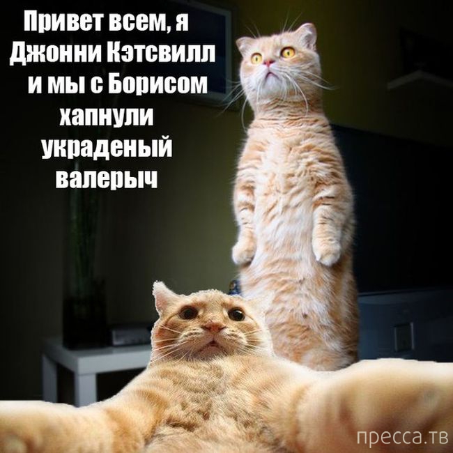 ������ �������� - ����� ���������� ��������-��� (42 ����)