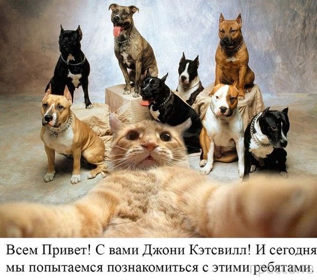 ������ �������� - ����� ���������� ��������-��� (42 ����)