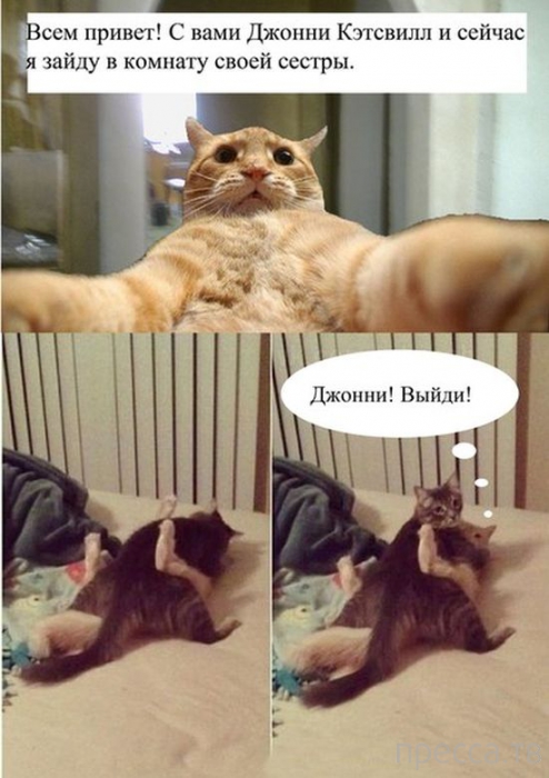 ������ �������� - ����� ���������� ��������-��� (42 ����)