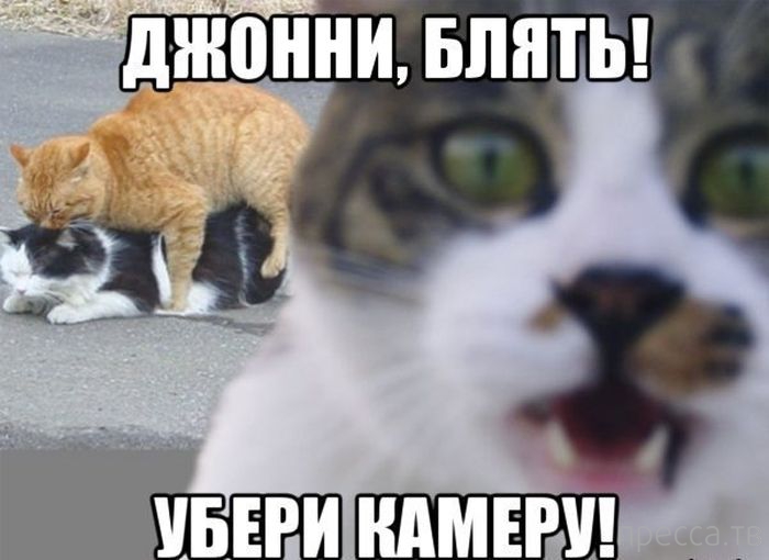 ������ �������� - ����� ���������� ��������-��� (42 ����)