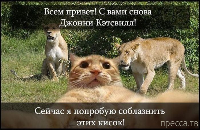 ������ �������� - ����� ���������� ��������-��� (42 ����)