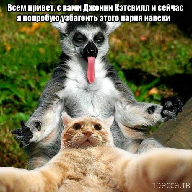 ������ �������� - ����� ���������� ��������-��� (42 ����)