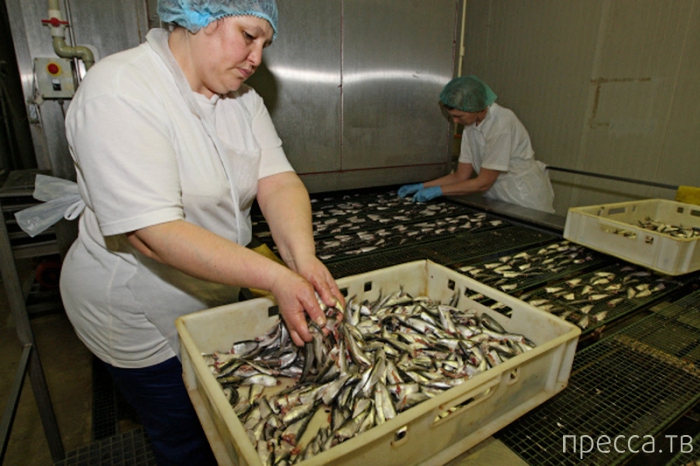 ��� ����� ���������� � ������� (15 ����)