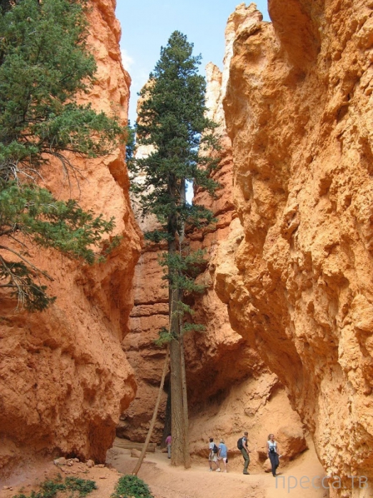 -    - (Bryce Canyon National Park),  (12 )