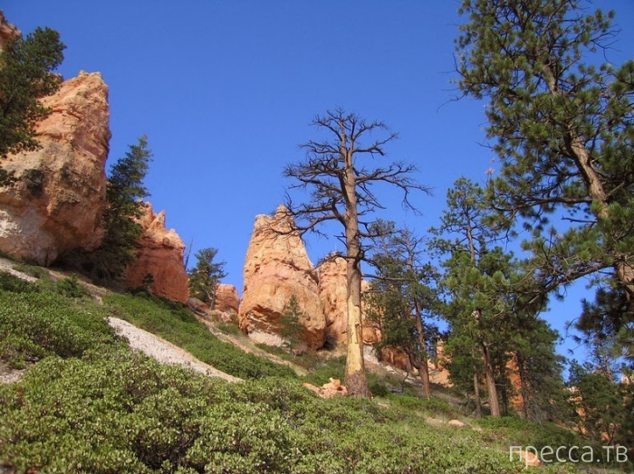 -    - (Bryce Canyon National Park),  (12 )